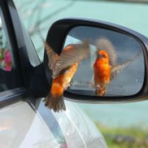 bird_mirror